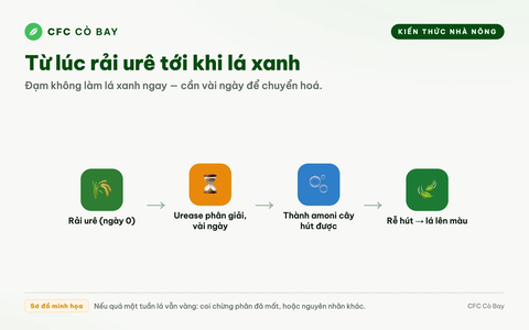 Bón đạm mấy ngày rồi lá lúa vẫn chưa lên màu là vì sao?