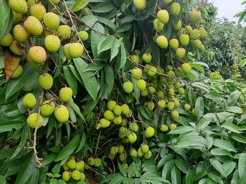 Xây dựng mô hình vải chuẩn hữu cơ đầu tiên của Bắc Giang