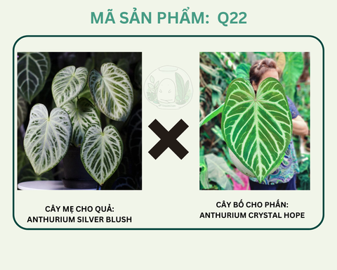Q22- Dorayaki x Silver blush