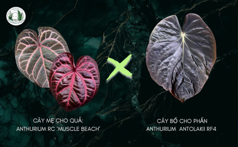 ANTHURIUM RC 'MUSCLE BEACH ' X ANTOLAKII RF4, 6 LÁ, 6CM