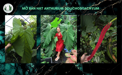 HẠT KHỔNG LỒ DOLYCHOSTACHYUM, 1 LÁ MẦM