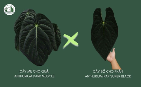 HẠT RẺ: DARK MUSCLE X PAP 'SUPER BLACK' - 70K/ 10 HẠT