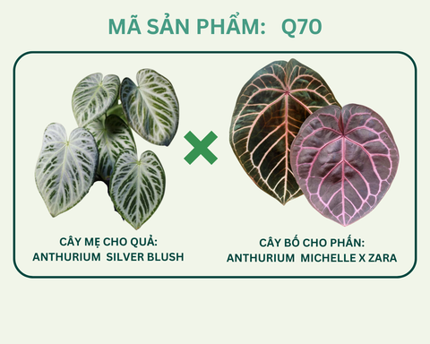 Q70- Silver brush x (MichellexZara)