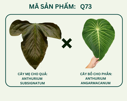 Q73- Subsignatum x Amangacacum