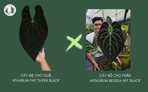 HẠT VIP GIÁ NGON: PAP SUPER BLACK X BESSEAE AFF BLACK