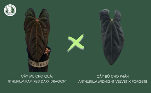 HẠT XỊN GIÁ NGON: RED DARK DRAGON X (MIDNIGHT X FOR), 100K/ 10 HẠT
