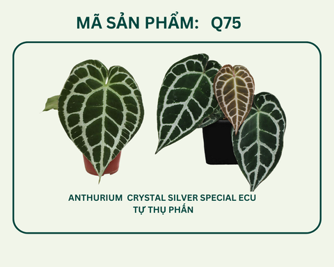 Q75- Crystal silver Ecuador x self