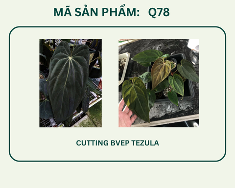 Q78- BVEP mới nhập lớn - Tezula