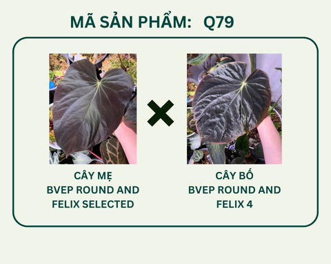 Q79- BVEP nhỏ nhập Đài Loan (Round & Felix)
