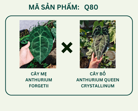 Q80- Forgetii x Crystal Queen