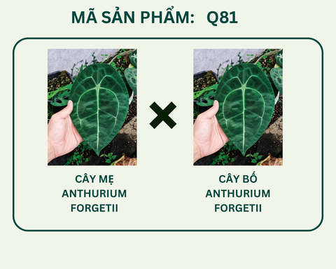 Q81- Forgetti
