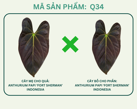 Q34- Fortsherman Indo x Fortsherman Indo