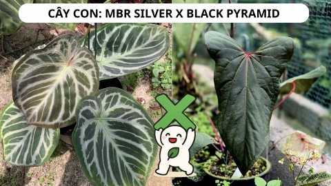 CÂY CON: MBR CRYSTALLINUM X BLACK PYRAMID, 2 LÁ MẦM, 2 CM