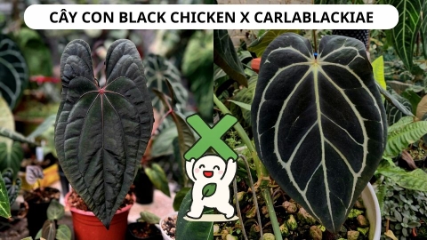 CÂY CON VIP: BLACK CHICKEN X CARLA, 2 LÁ, 2CM