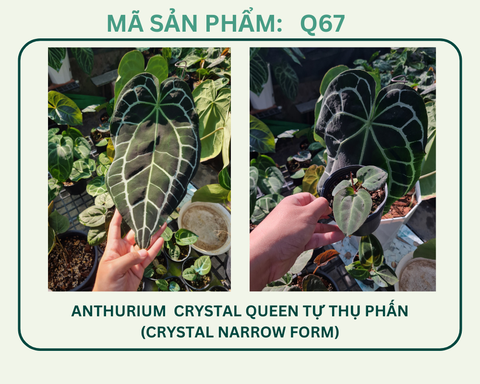 Q67- Crystal queen