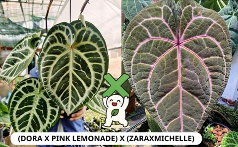 CÂY CON: (DORA X SKG PINK LEMONADE) X (ZARA X MICHELLE)