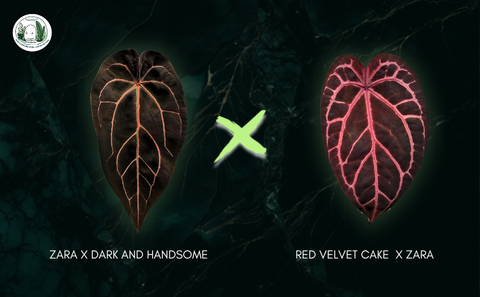 (ZARA X DARK & HANDSOME) X (RED VELVET CAKE X ZARA), 4 LÁ, 2 CM