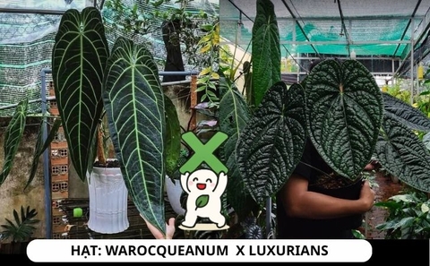 HẠT SIÊU CẤP: QUEEN X LUX