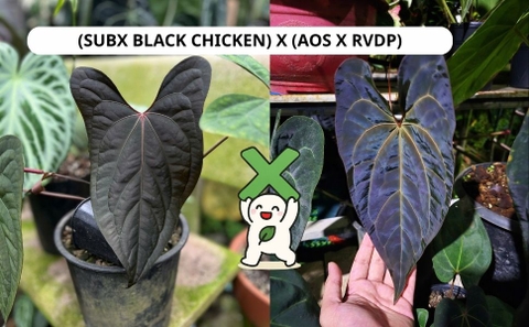 CÂY CON: (SUB X BLACK CHICKEN) X (AOS X RVDP), 4 lá, 4 cm