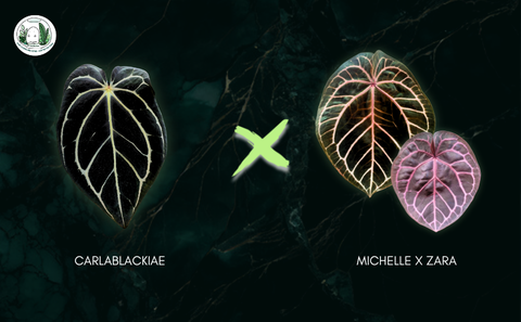 HẠT VIP: CARLABLACKIAE X ̣(MICHELLE X ZARA)