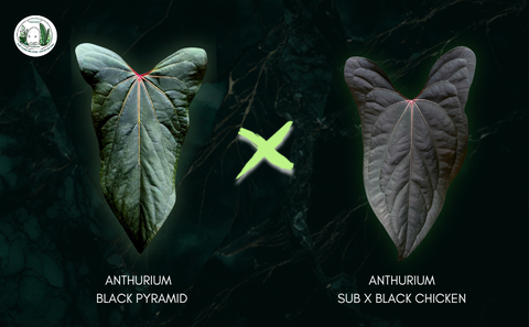 HẠT VIP: BLACK PYRAMID X (SUB X BLACK CHICKEN)