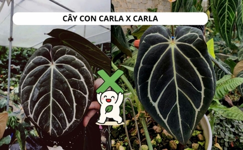 CÂY CON CARLA ROUND X CARLA, 2 LÁ, 2 CM