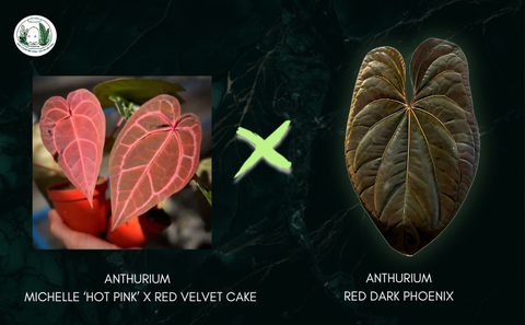 (MICHELLE 'HOT PINK' X RED VELVET CAKE) X RVDP, 2 LÁ, 2.5 CM