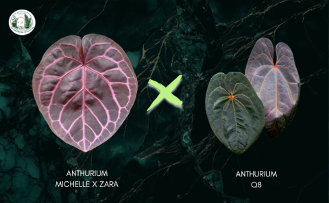 (MICHELLE X ZARA) X Q8, 2 LÁ MẦM