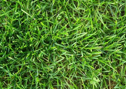 6 loại cỏ phổ biến trên sân Golf