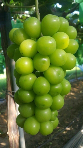 Nho Hàn Quốc