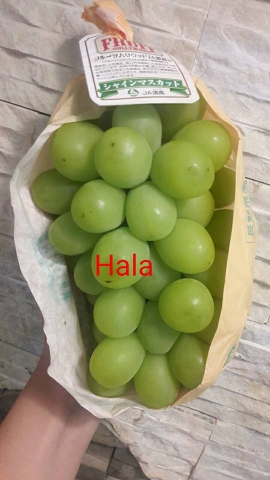 Nho sữa là nho gì