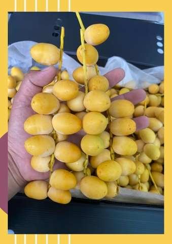 Chà là tươi nguyên cành
