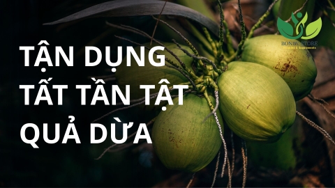 Tận Dụng Tất Tần Tật Quả Dừa: Từ Ẩm Thực Đến Đồ Dùng Thân Thiện Môi Trường