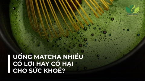 UỐNG MATCHA NHIỀU CÓ LỢI HAY HẠI GÌ CHO SỨC KHOẺ?