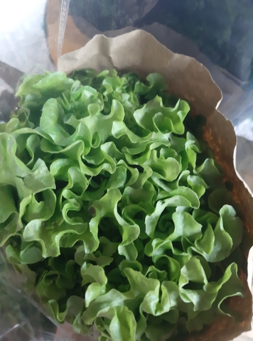 Xà lách (500g - 1Kg)