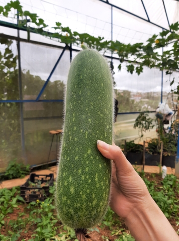 Bí đao (500g - 1Kg)