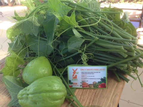 Đọt su su (500g - 1Kg)