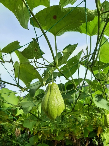 Su Su (500g - 1Kg)