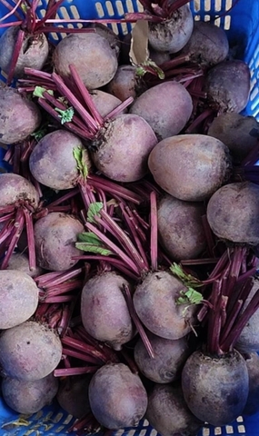 Củ dền (500g - 1Kg)