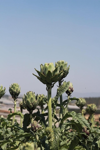 Atiso (1kg - 500g)