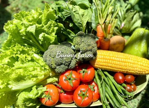 Xà lách (500g - 1Kg)