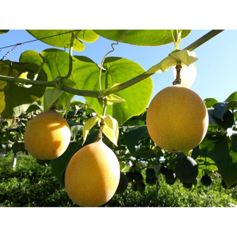 Chanh dây Colombia (500g - 1Kg)