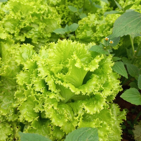 Xà lách (500g - 1Kg)