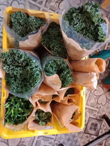Cải xoăn (500g - 1Kg)