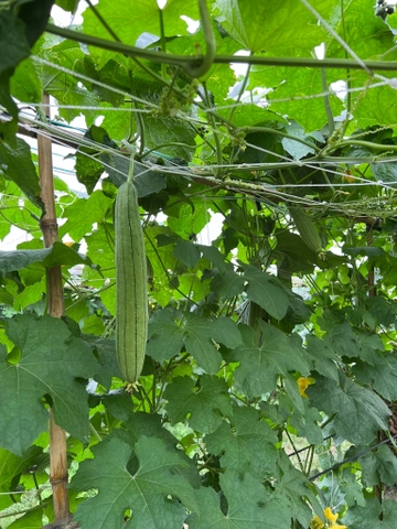 Mướp hương (500g - 1Kg)