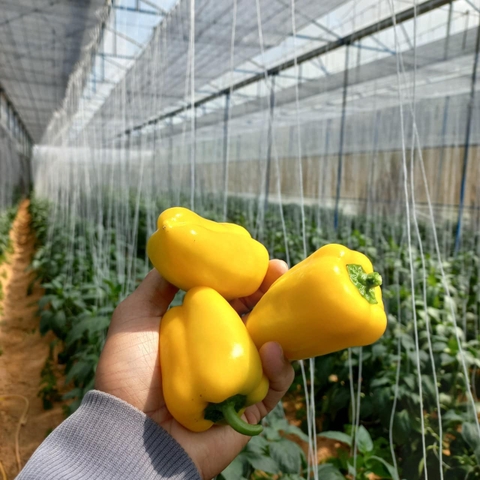 Ớt chuông (500g - 1Kg)