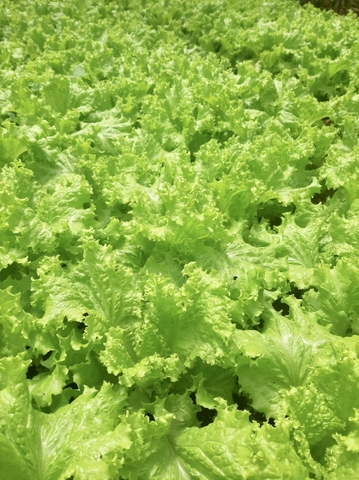 Xà lách (500g - 1Kg)