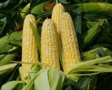 Bắp mỹ (1 trái)