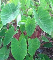 Khoai môn sọ (500g - 1Kg)
