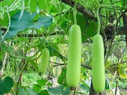 Bầu (500g - 1Kg)